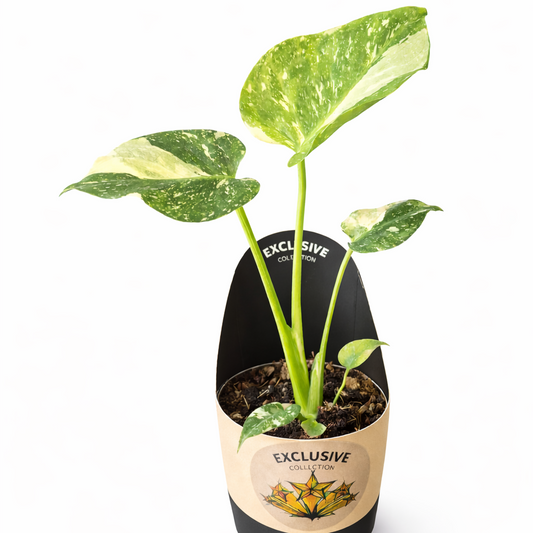 Monstera Thai Constellation - 10cm | Houseplant