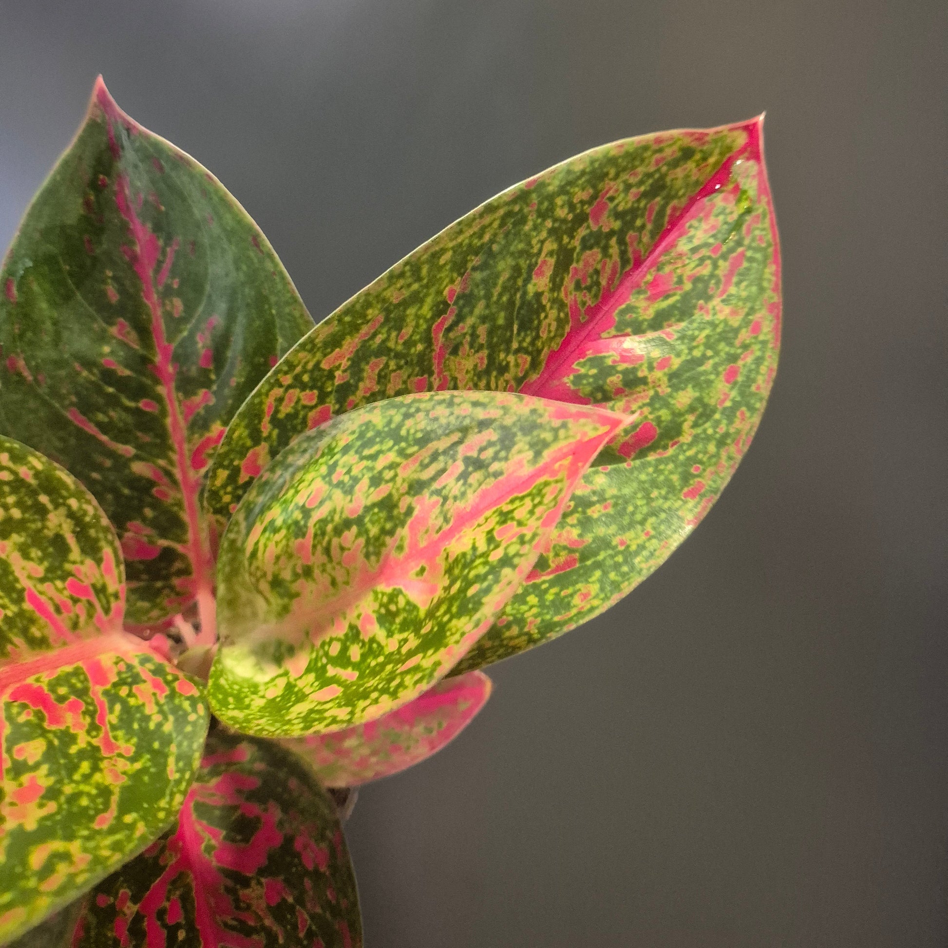 Close-up of a polka dot plant with green and pink leaves on a dark background