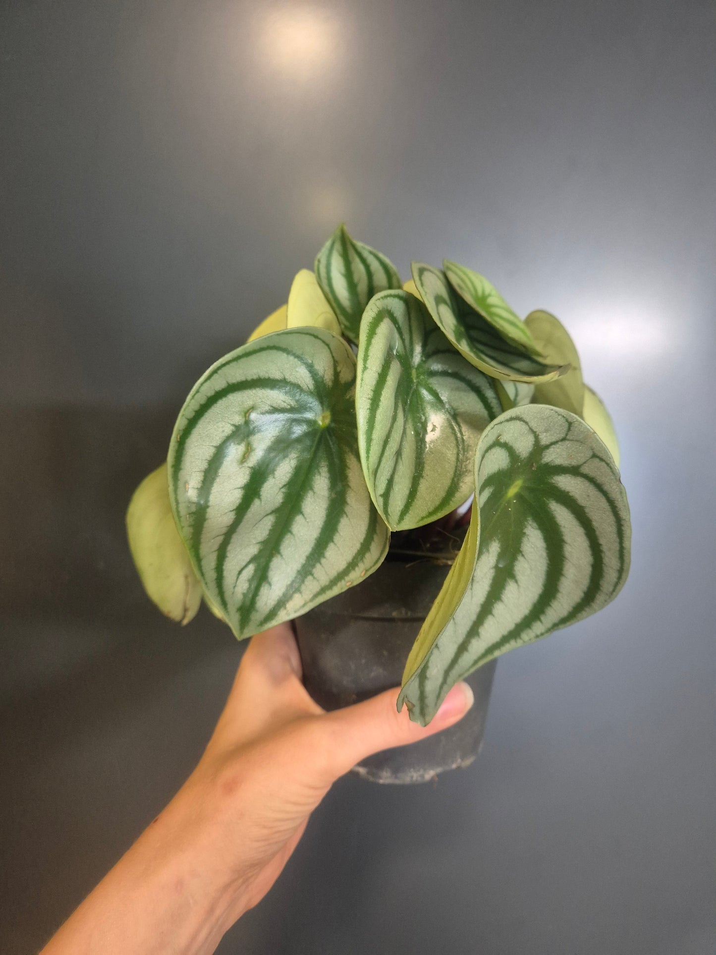 Peperomia argyreia - Peperomia Watermelon - 12cm | Houseplant