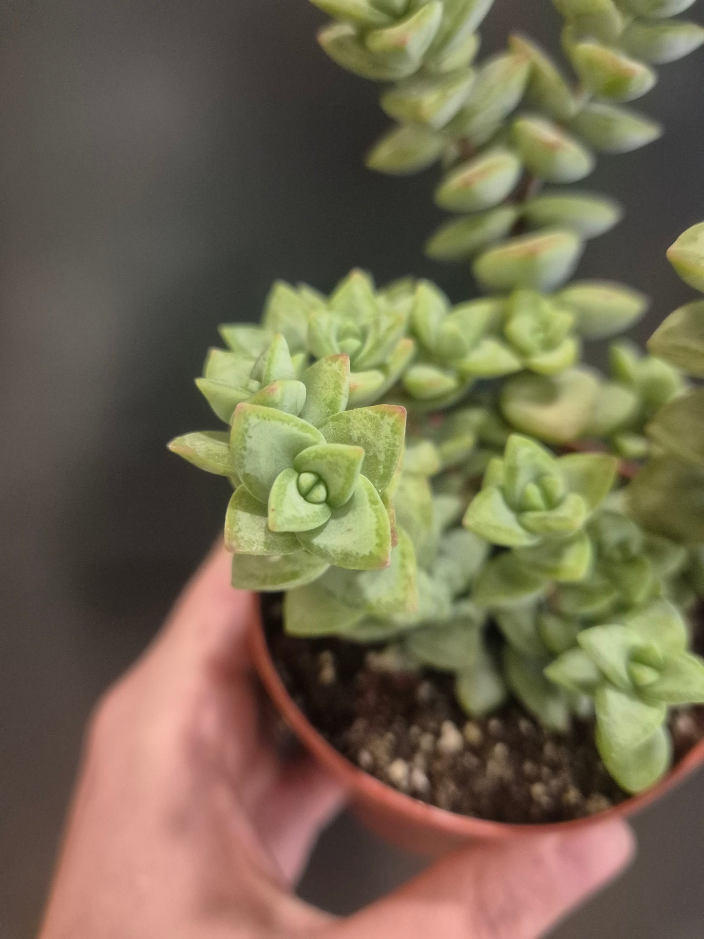 Crassula rupestris - String of Buttons - 8.5cm | Houseplant