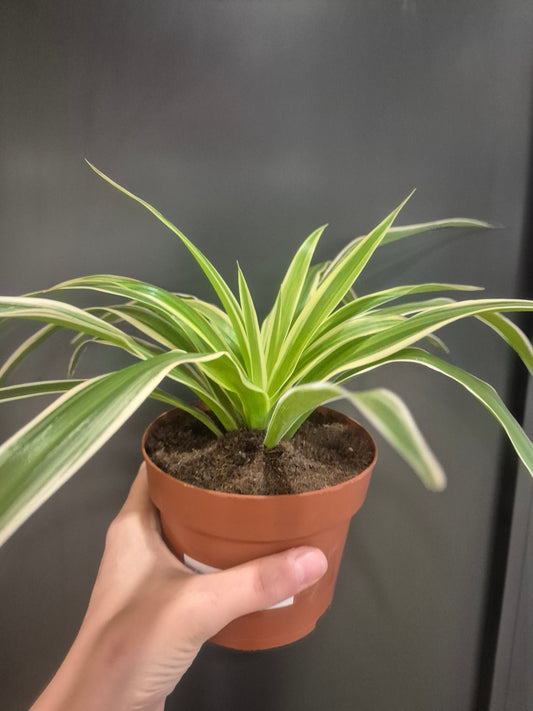 Spider Plant - Chlorophytum - 12cm | Houseplant