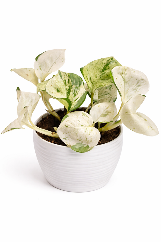 Happy Leaf Pothos - Epipremnum aureum - 12cm | Houseplant
