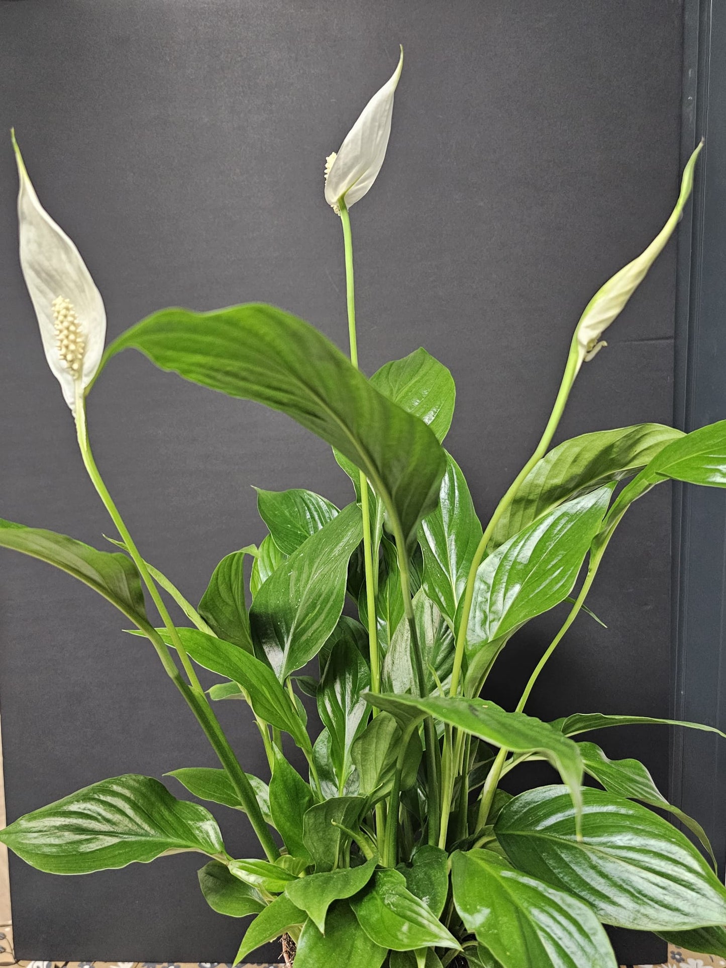 Peace Lily - Houseplant