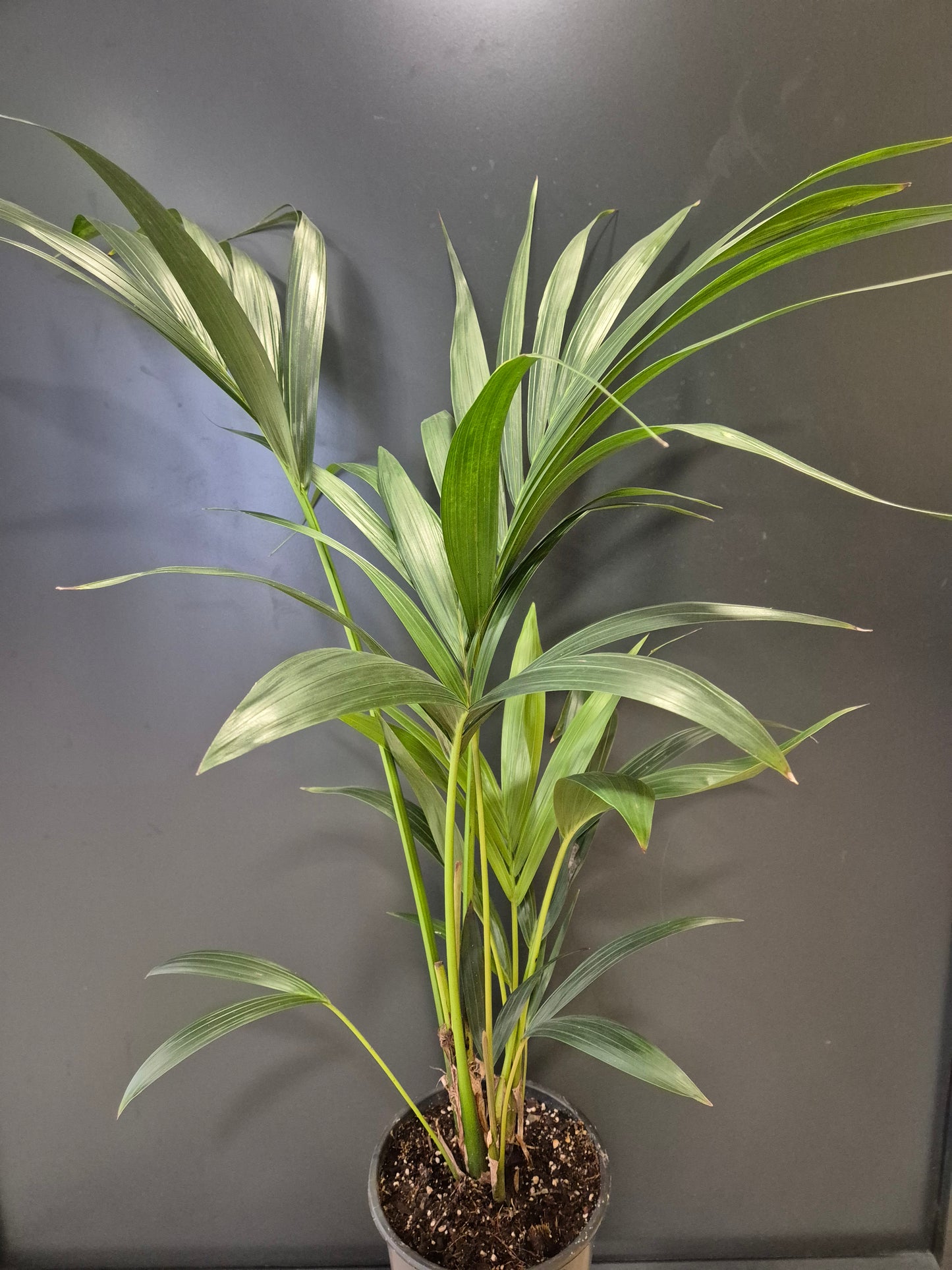 Howea Forsteriana - Kentia Palm - Houseplant