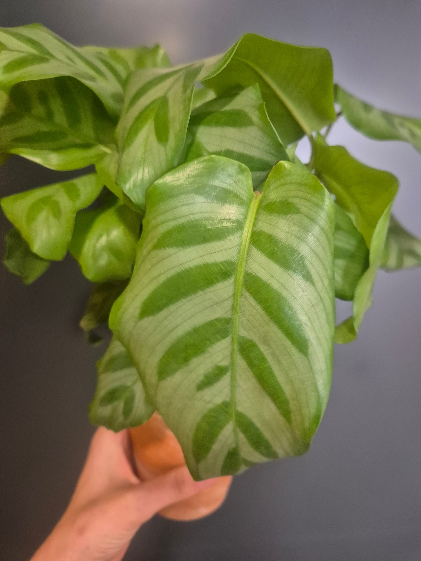 Calathea Freddie - Prayer Plant - 14cm | Houseplant