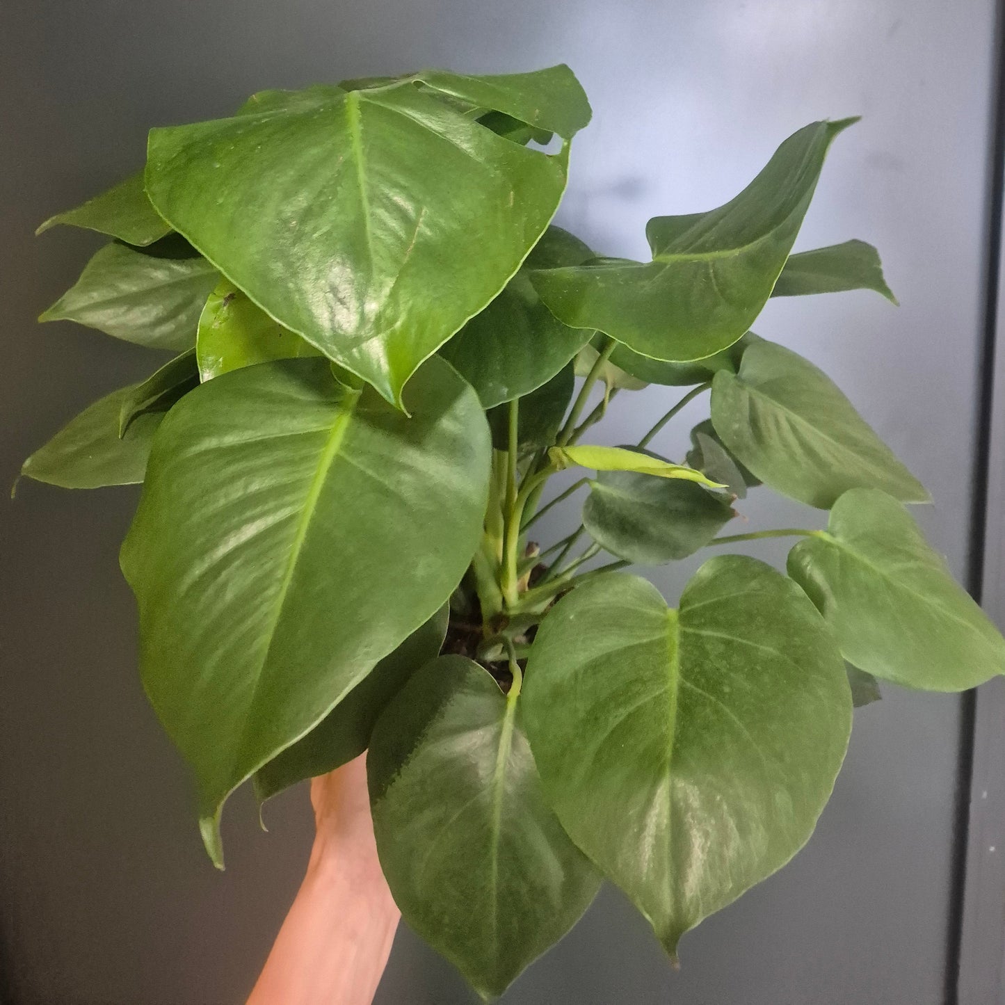Monstera Deliciosa - Cheese Plant - 21cm | Houseplant