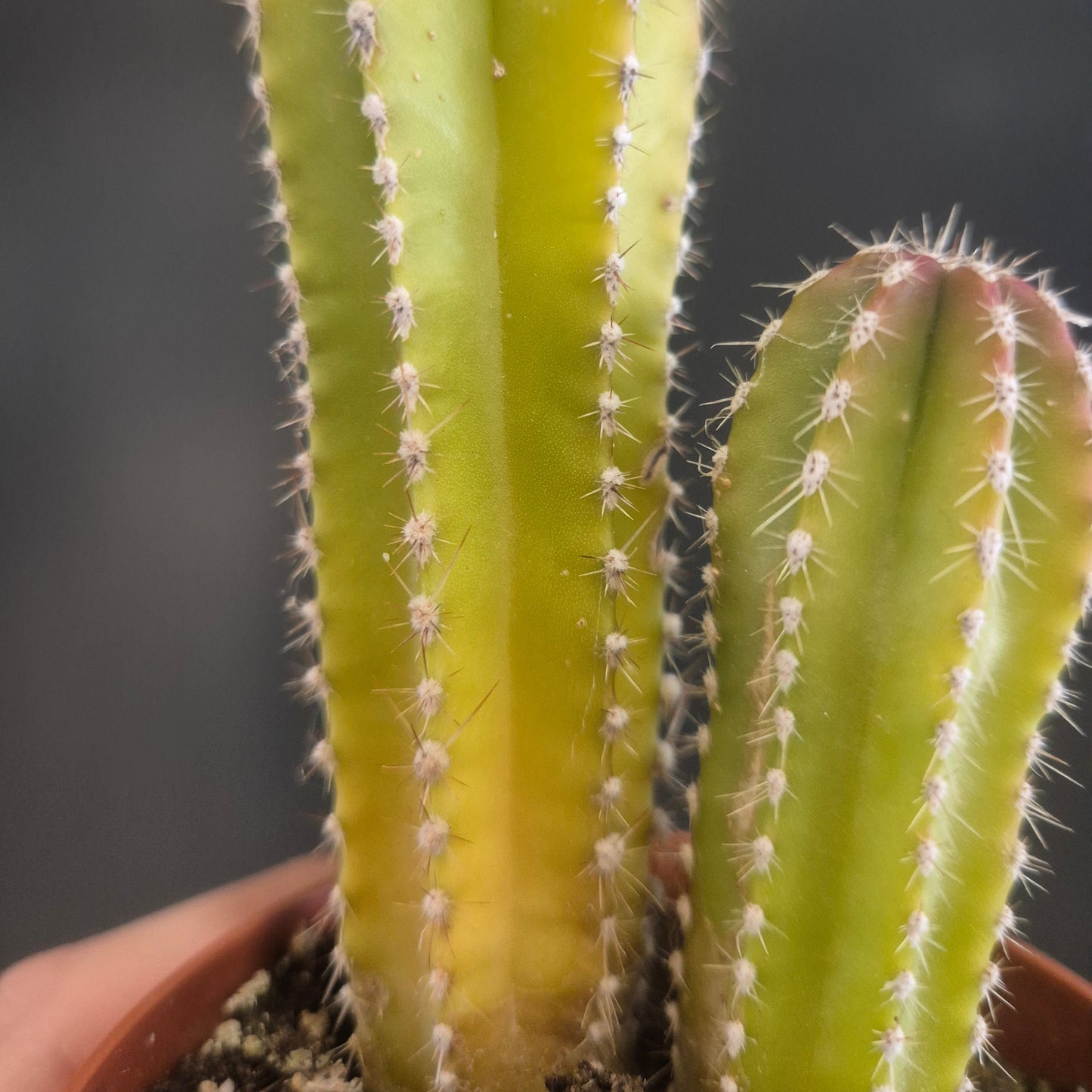 Margincitocereus marginatus - Mexican Fencepost - 8.5cm | Houseplant