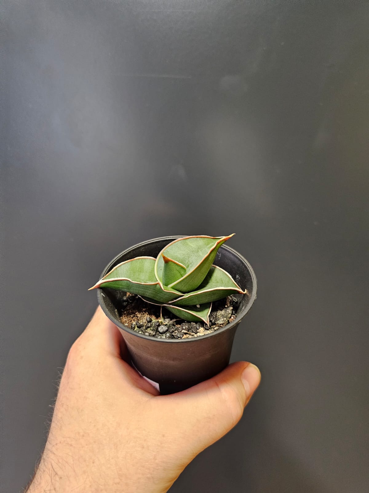 Sansevieria Mix Varieties | Houseplant Plant Paradise By Gemma