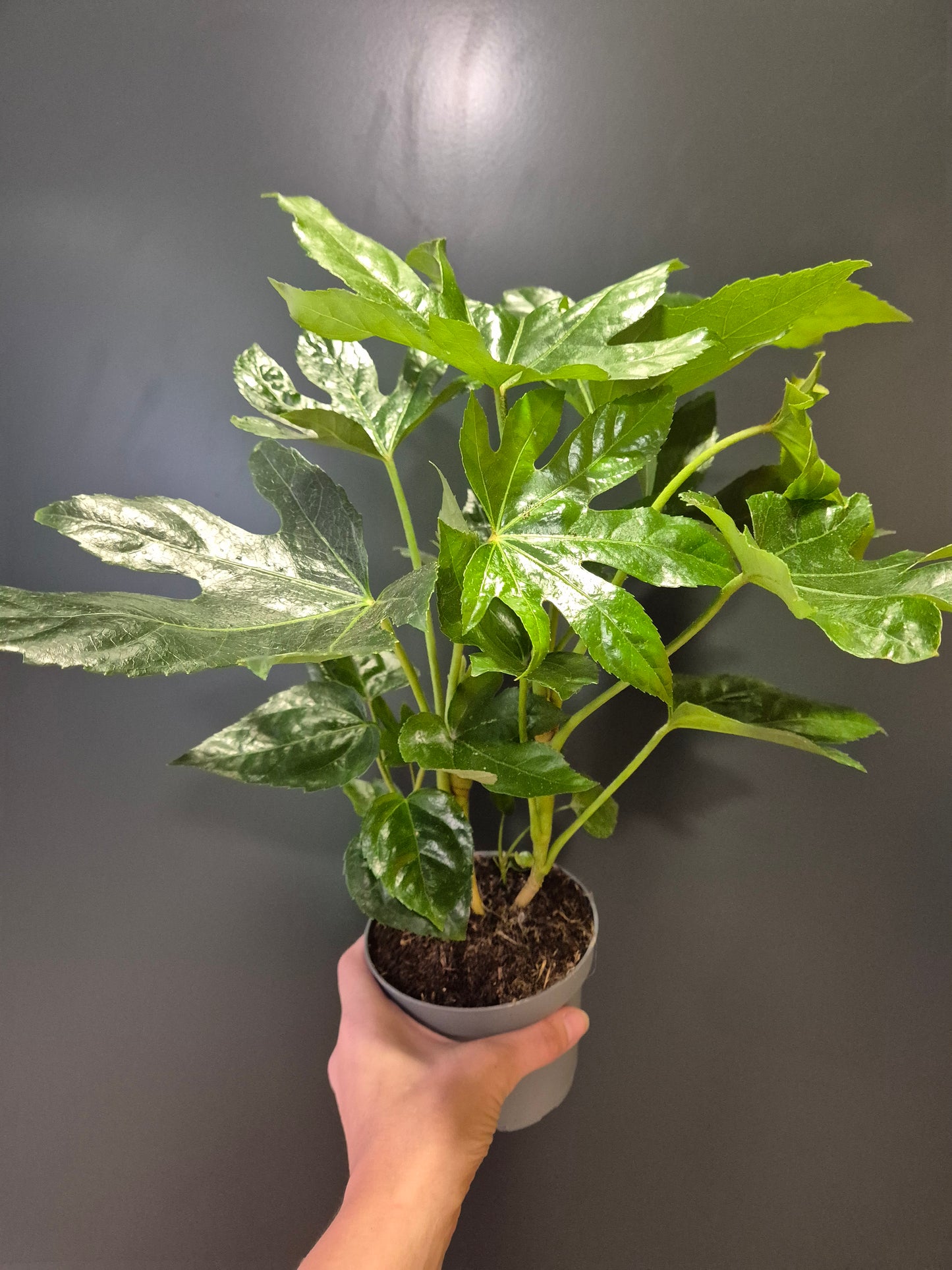 Fatsia Japonica | Houseplant