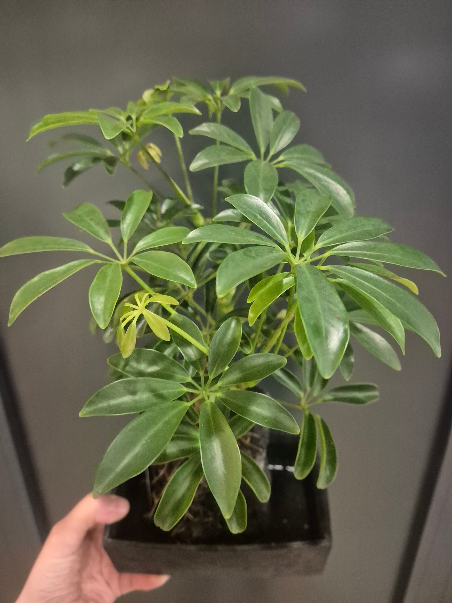 Lava Rock Plant - Schefflera - Umbrella Plant | Houseplant