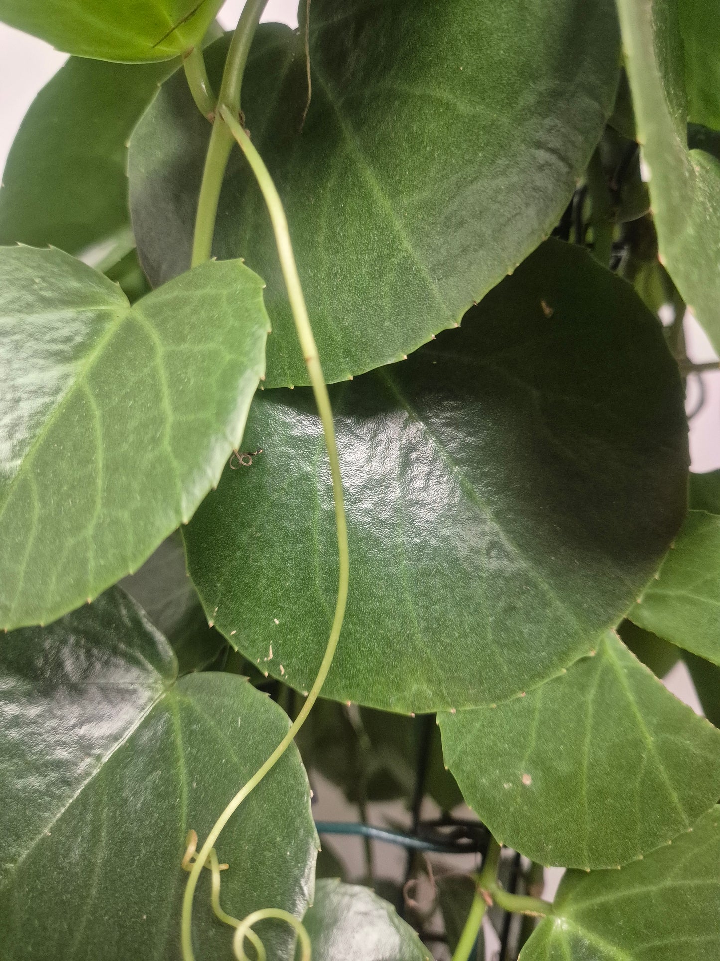 Cissus Rotundifolia - Arabian Wax Plant - 24cm | Houseplant