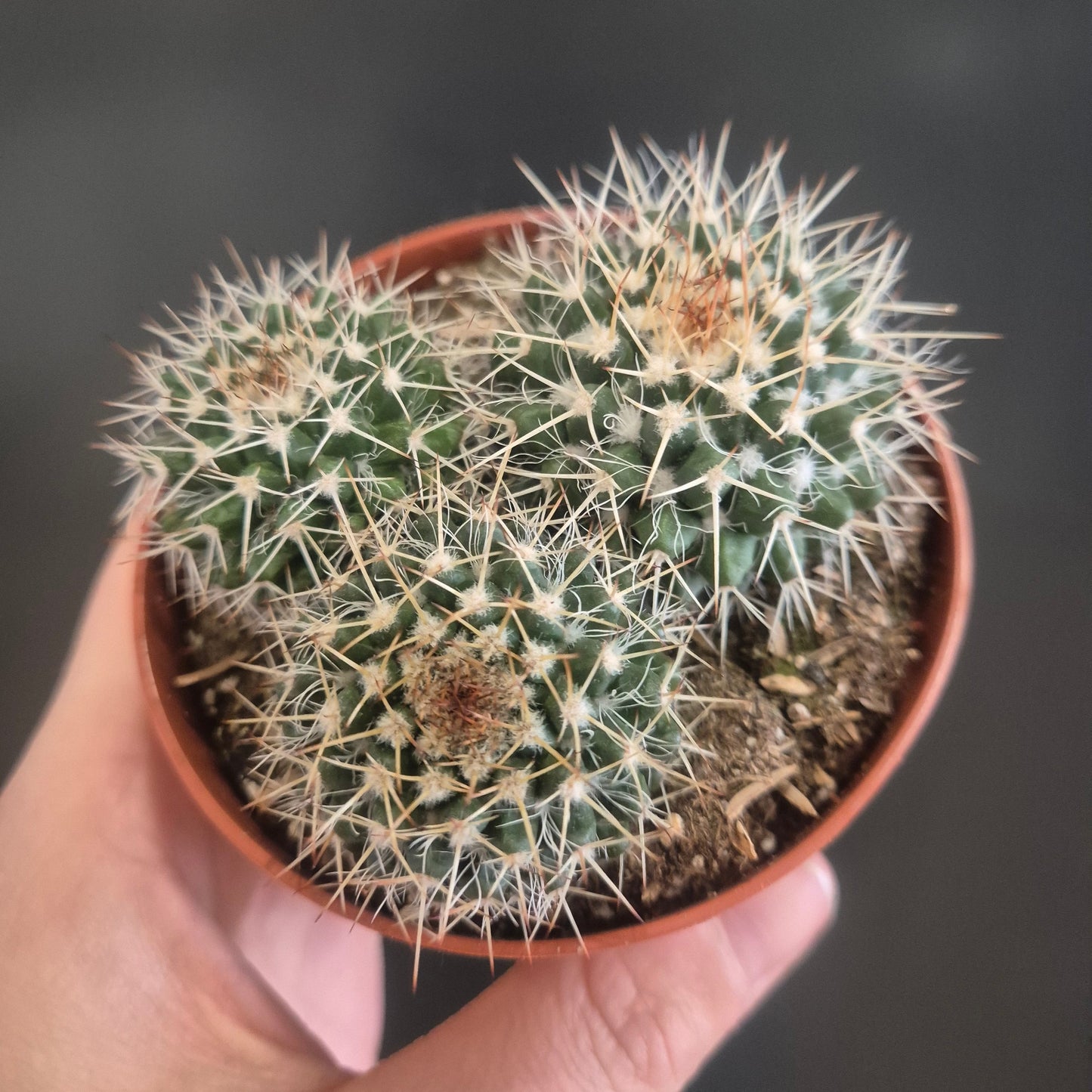 Mammillaria Compressa - Mother of Hundreds Cactus - 8.5cm | Houseplant