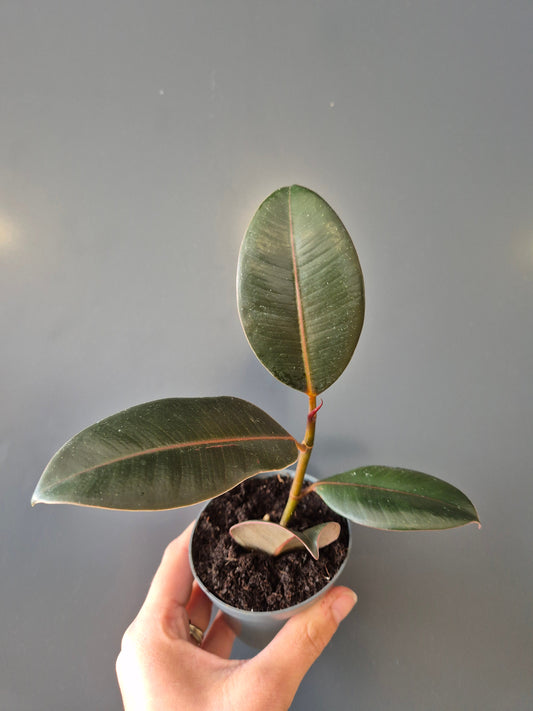 Mini Ficus Robusta | Rubber Plant | Houseplant Plant Paradise By Gemma