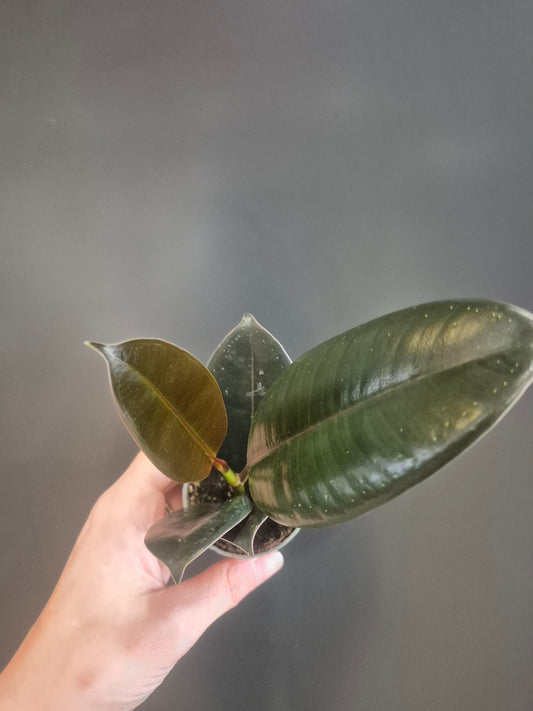 Ficus Robusta - Rubber Plant - 6cm | Houseplant