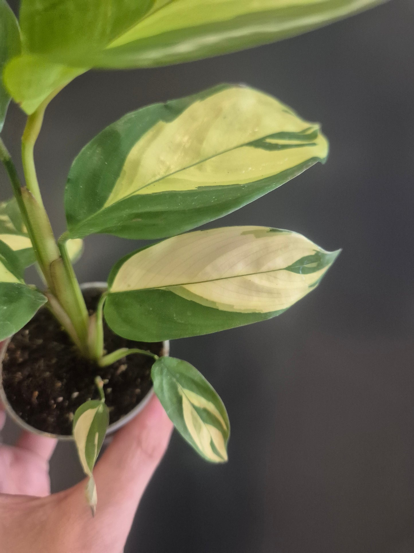 Ctenanthe Lubbersiana - Golden Mosaic - Prayer Plant - 6cm | Houseplant