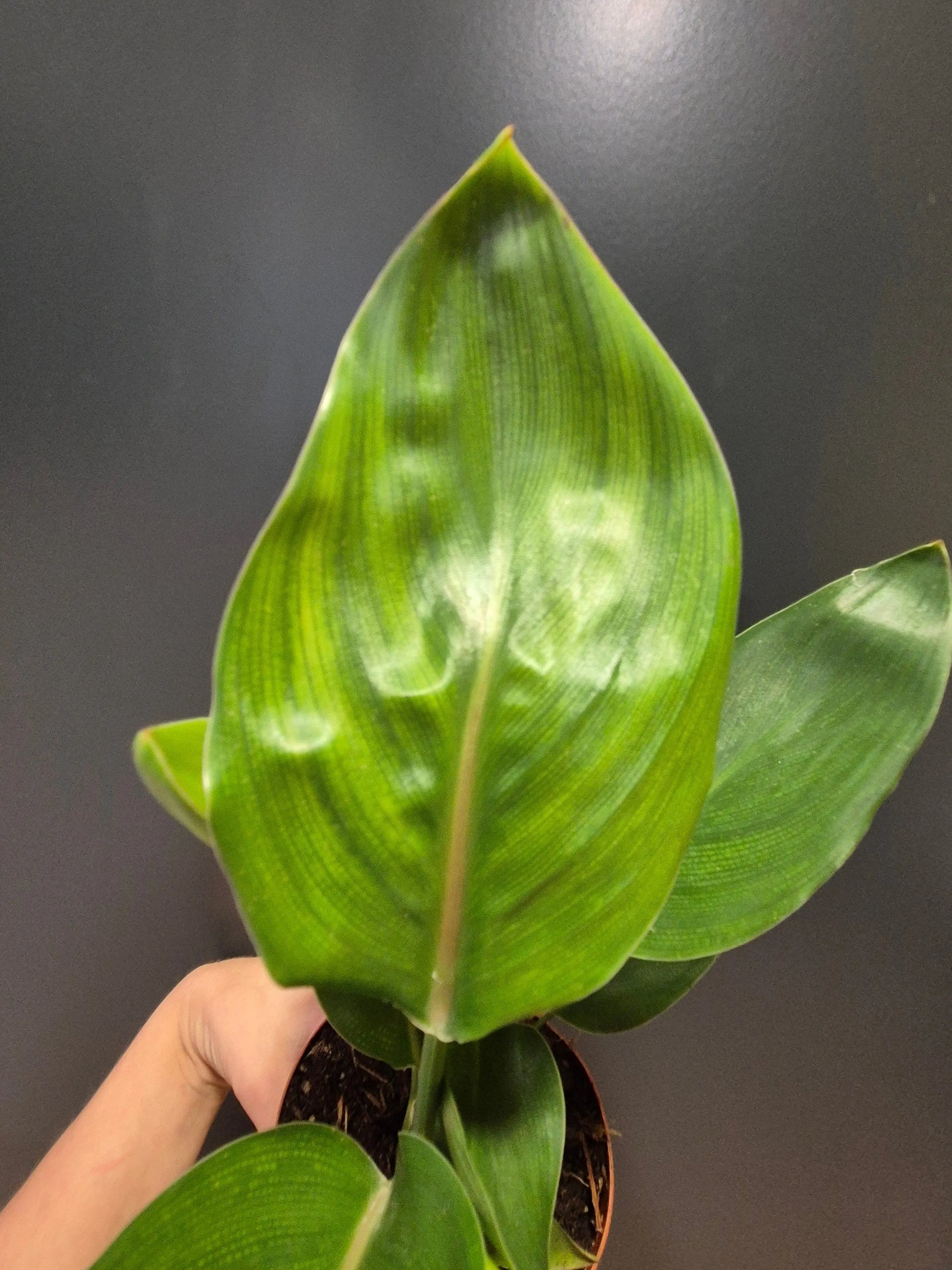 Strelitzia Reginae | Bird Of Paradise | Houseplant Plant Paradise By Gemma