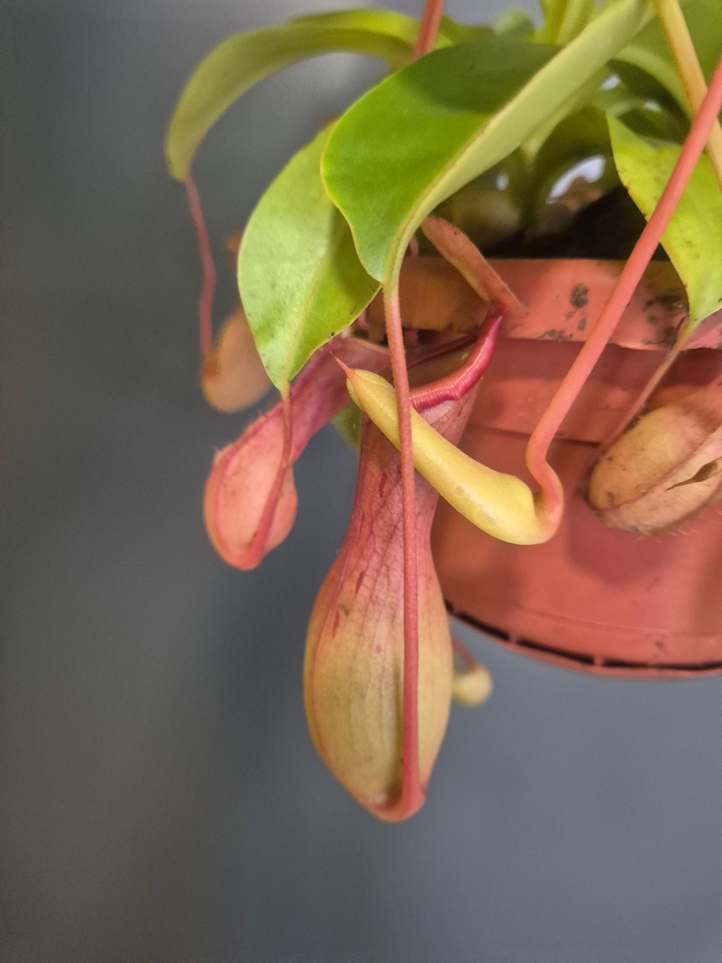 Monkey Jar Pitcher Plant - Nepenthes - 14cm | Houseplant