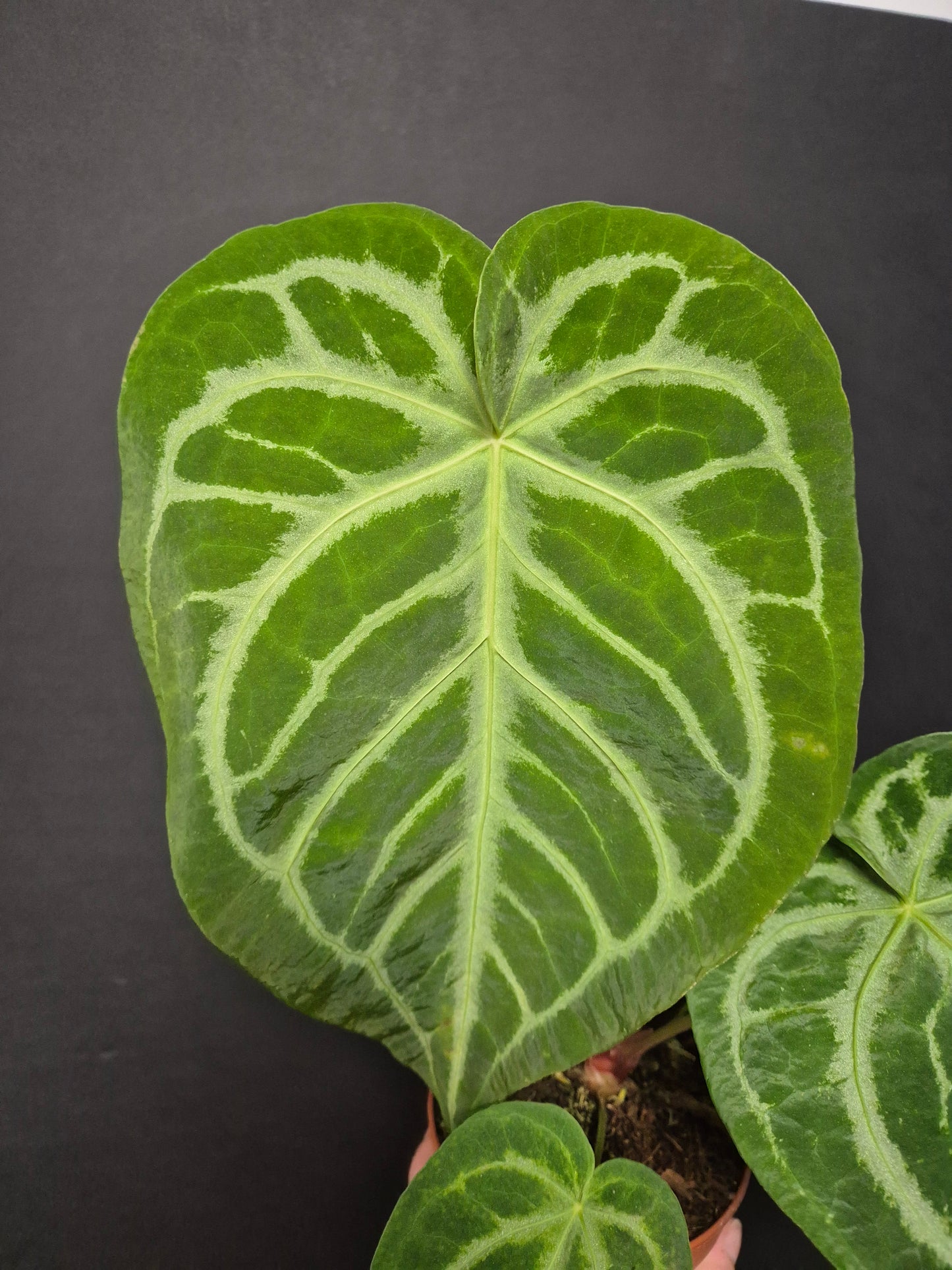 Anthurium Clarinervium | Houseplant