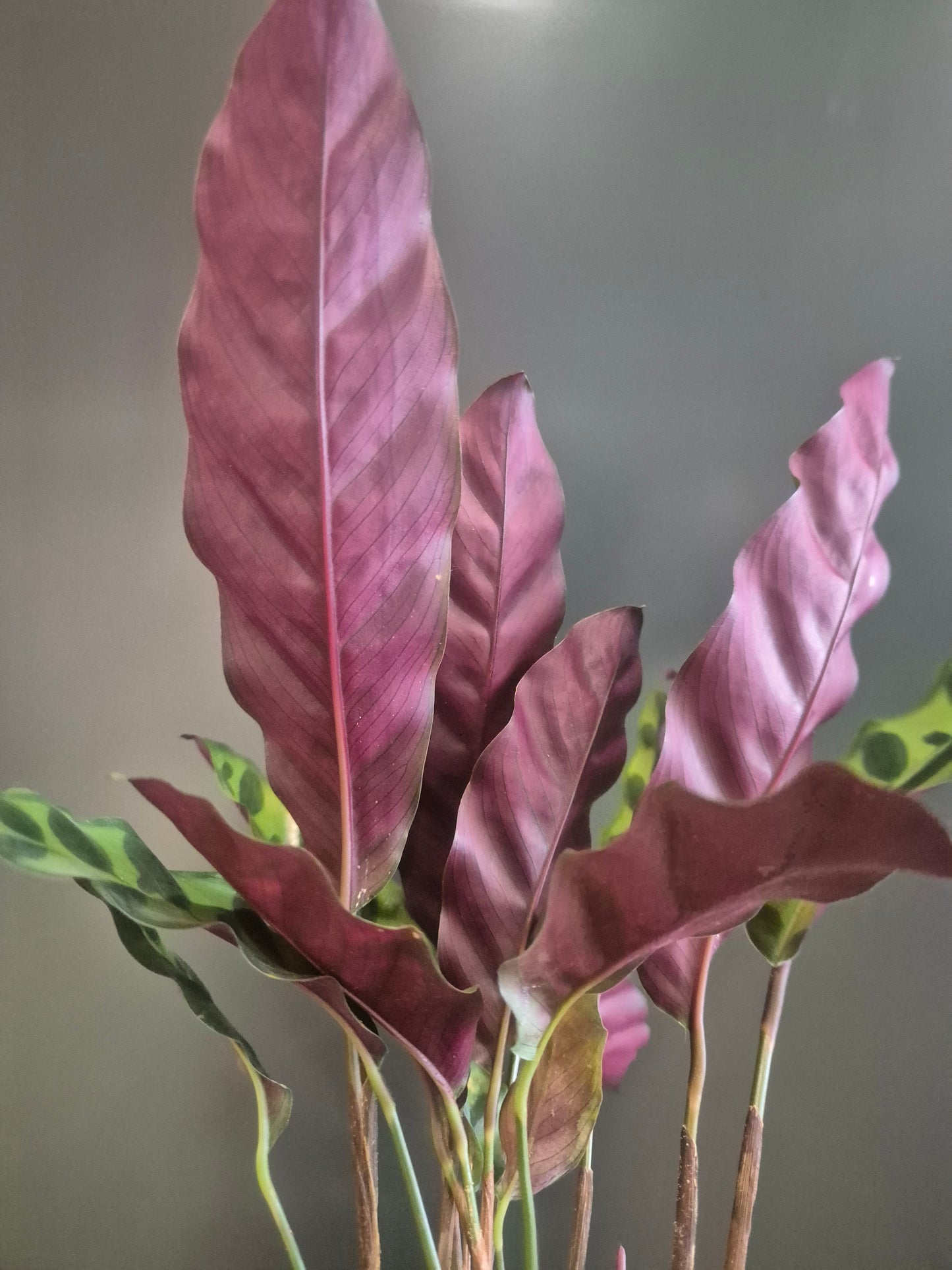 Calathea Lancifolia - Rattlesnake | 11cm pot | Houseplant