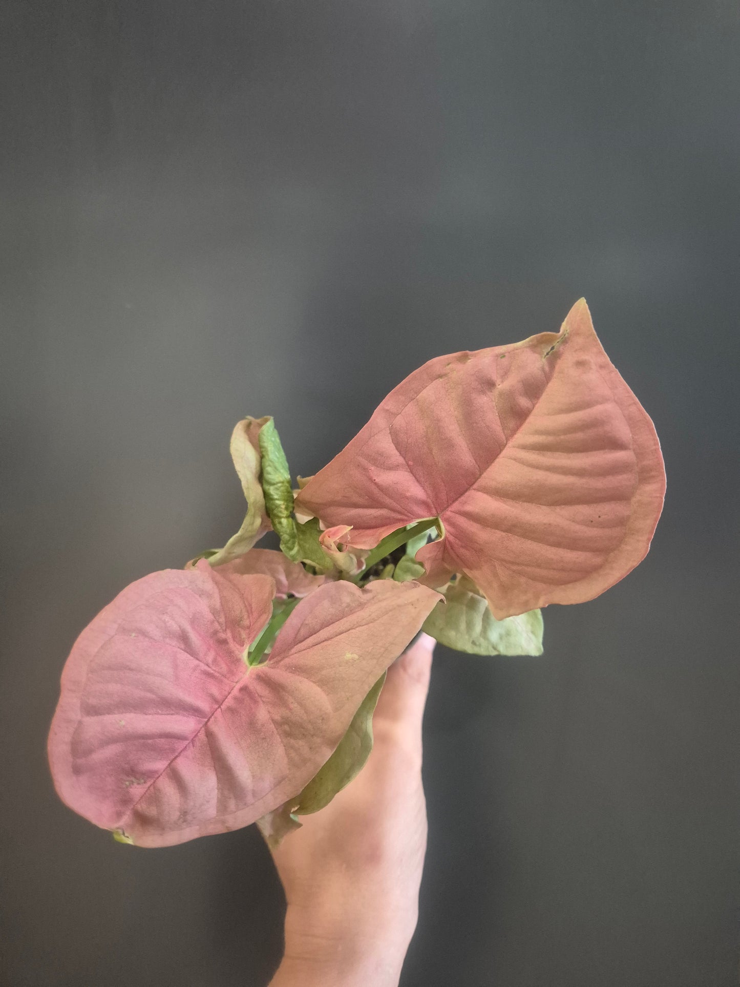 Syngonium Neon Robusta - Pink Arrowhead - 6cm | Houseplant