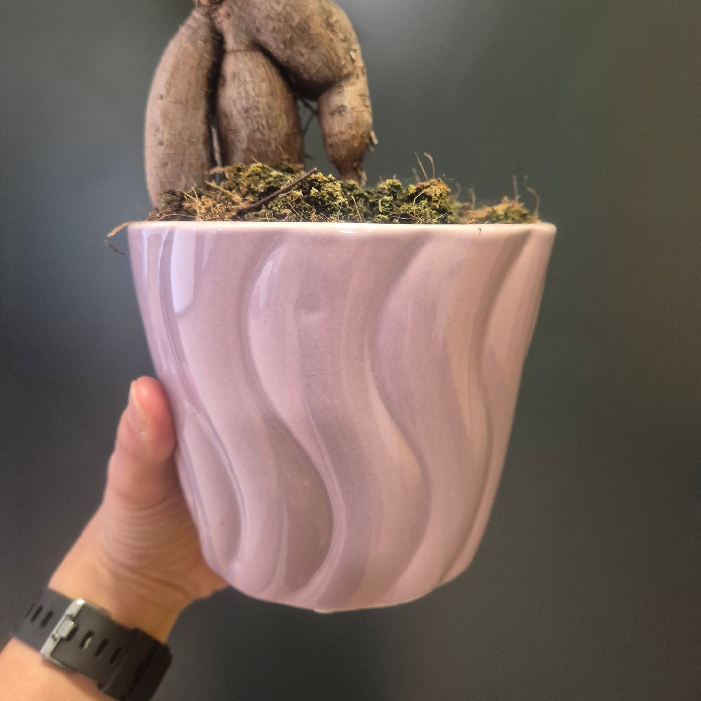 Ficus Ginseng - Bonsai - 14cm | Houseplant
