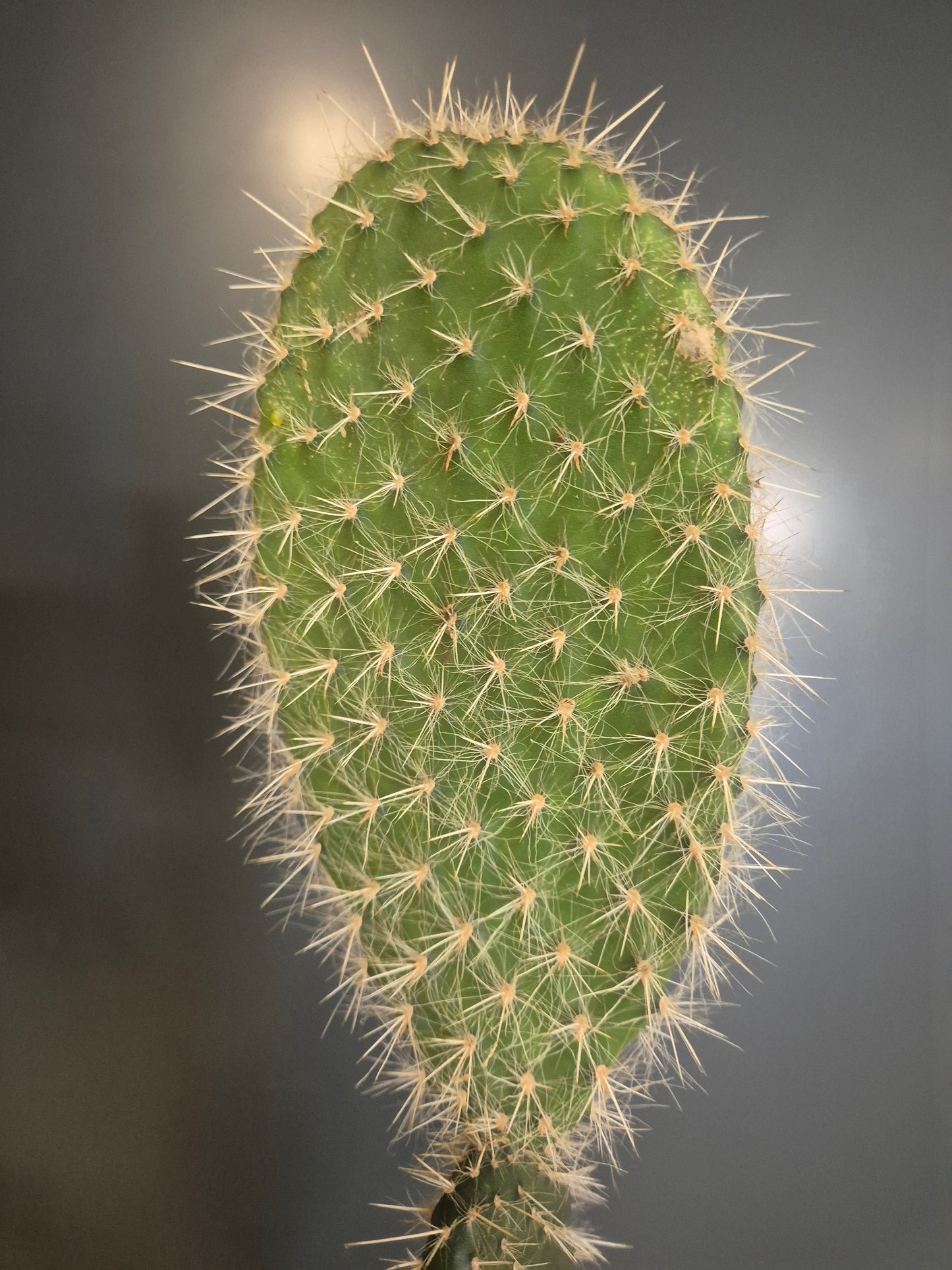 Bunny Ears Cactus - Opuntia - 10.5cm | Houseplant