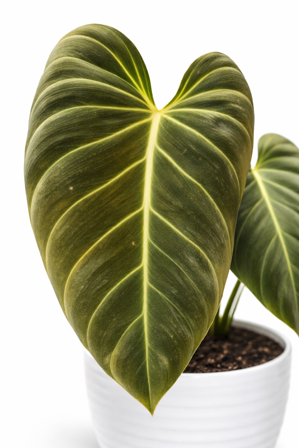 Potted plant with large green leaves on a white background