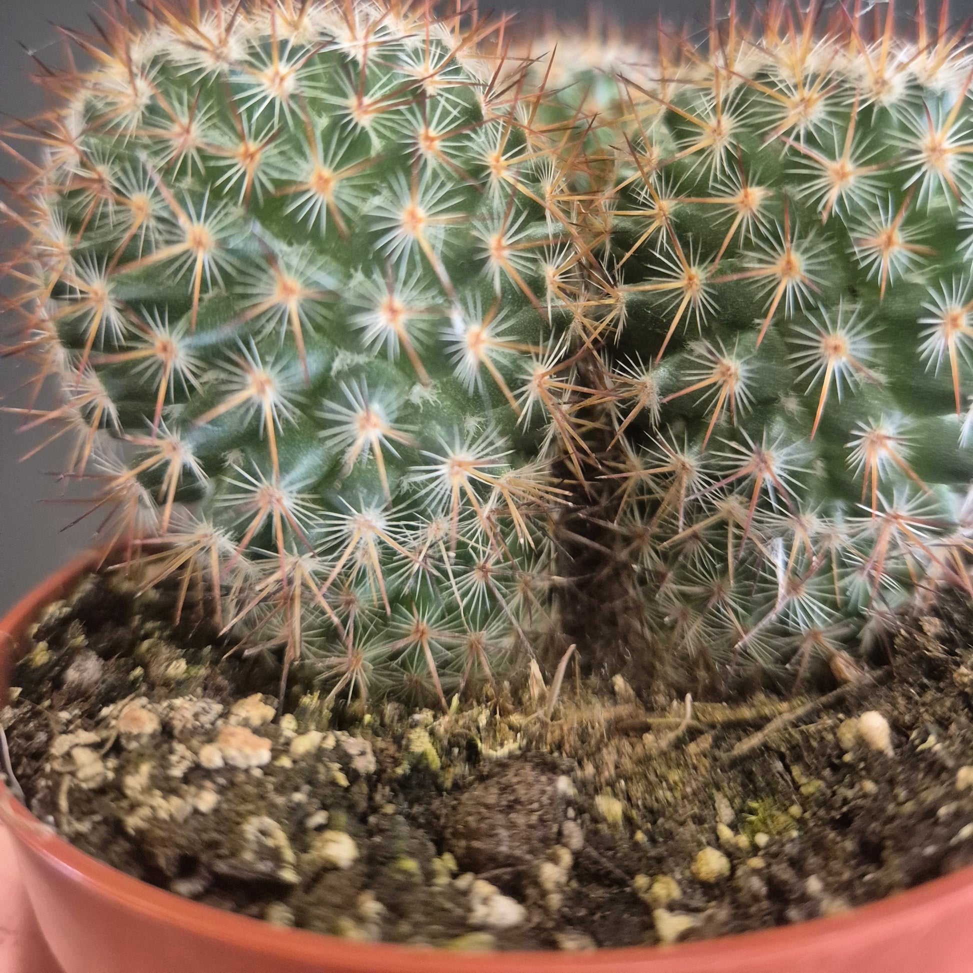 Close-up of a cactus plant with a blurred background