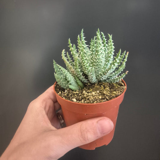 Aloe humilis - Spider Aloe - Easy Care Succulent - Houseplant 8.5cm