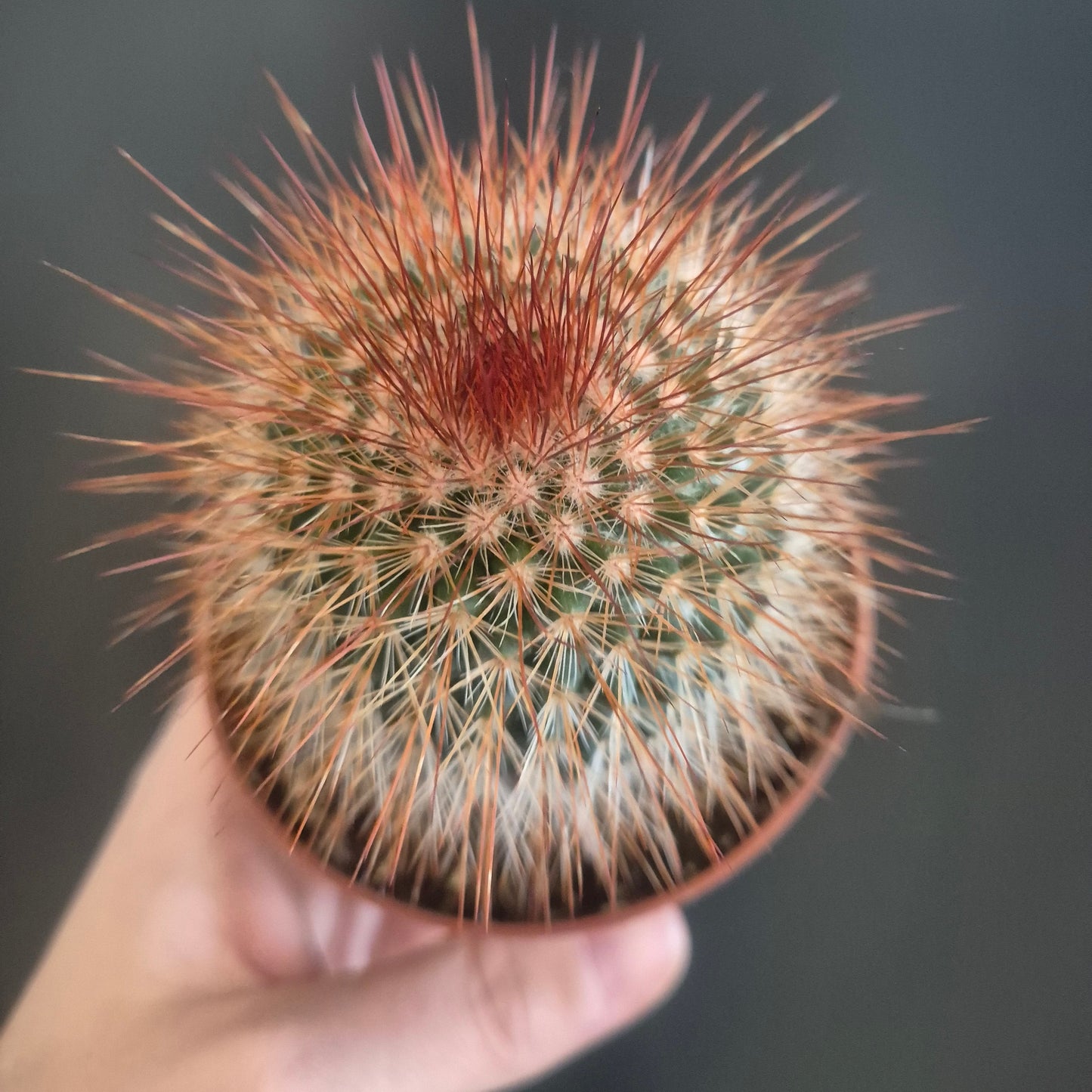 Mammillaria spinosissima - Redhead Irishman - 8.5cm | Houseplant