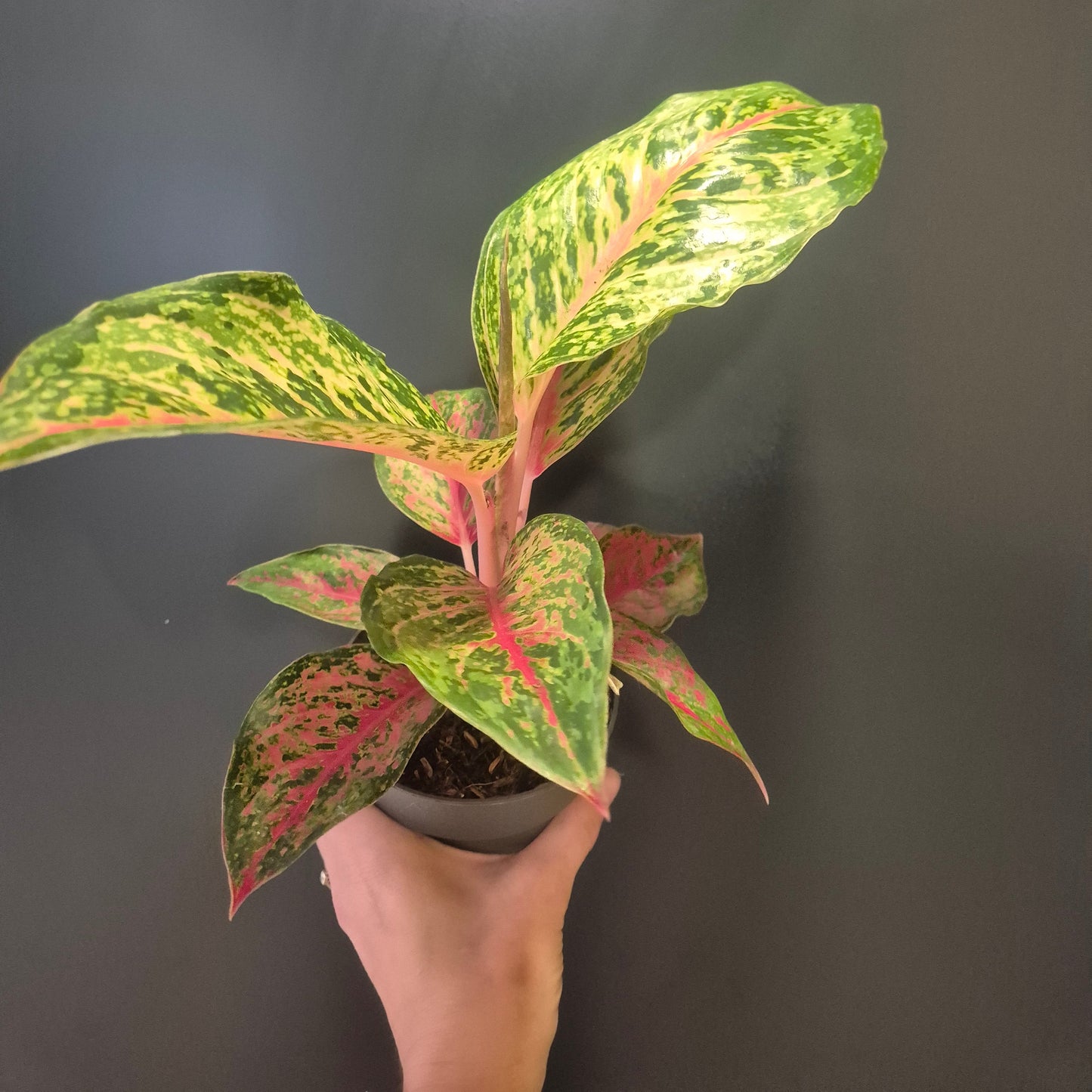 Potted plant with green and red leaves held by a hand against a dark background