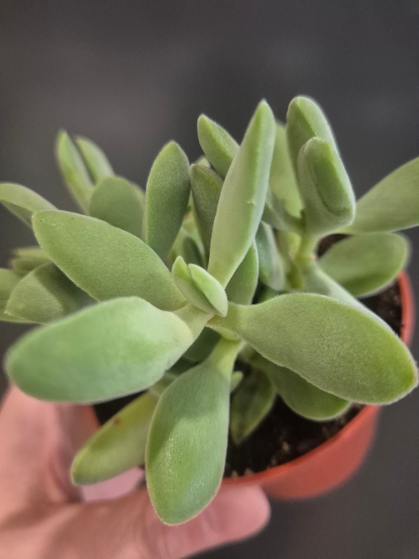 Crassula cephalophora - Mini Propeller Plant - 8.5cm | Houseplant