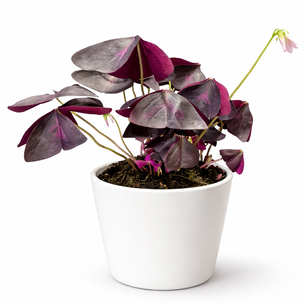 Potted plant with purple leaves on a white background