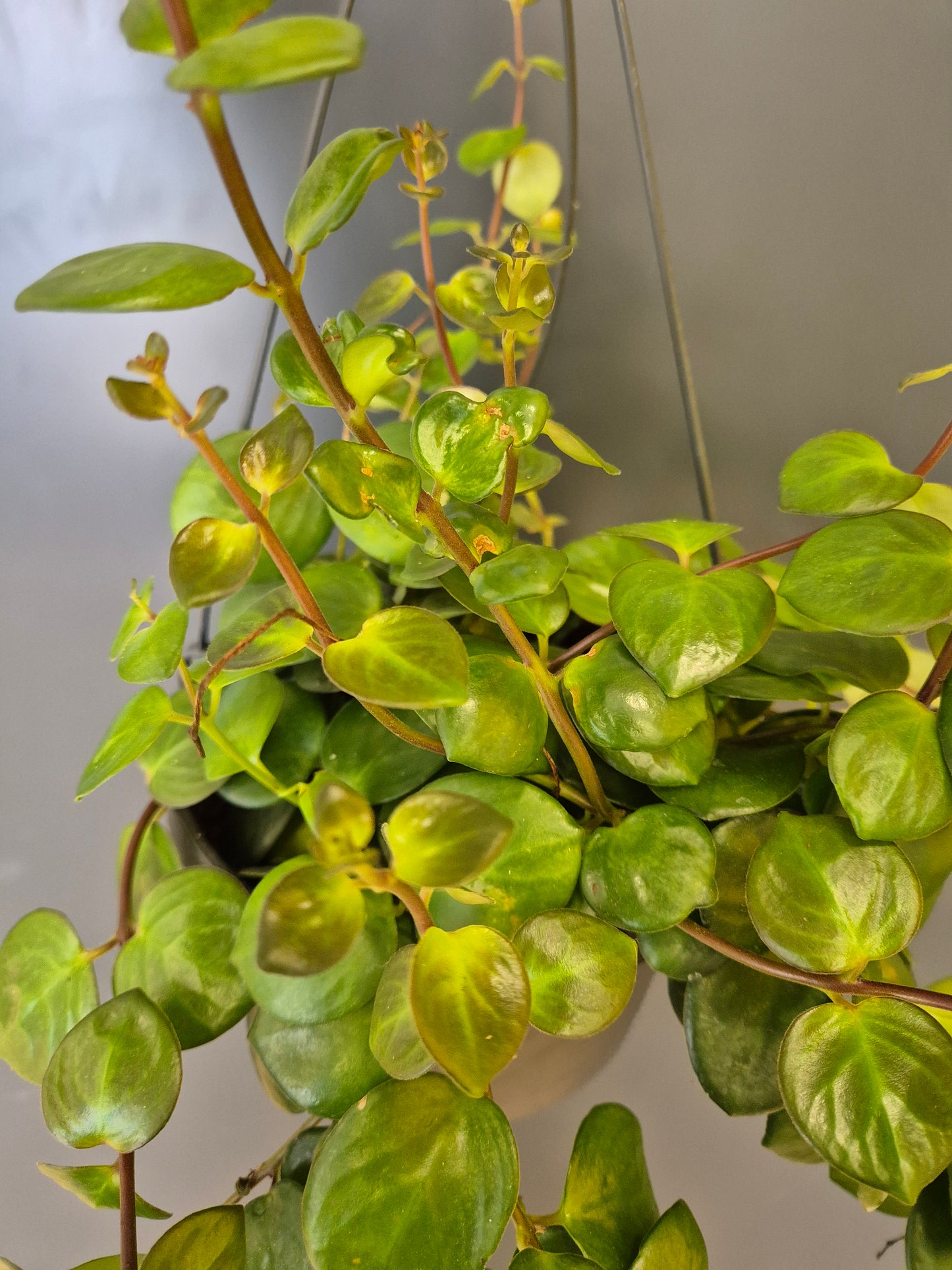 Trailing Jade Plant - Peperomia rotundifolia | Houseplant