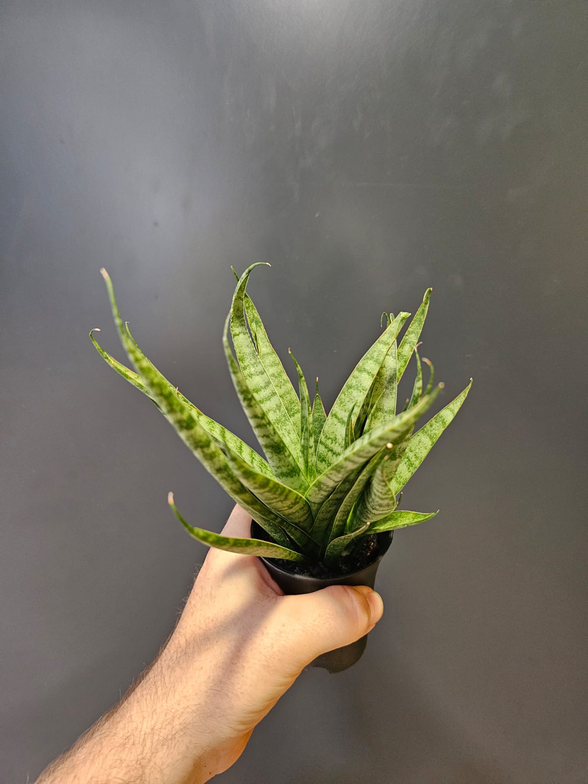 Sansevieria Mix Varieties | Houseplant Plant Paradise By Gemma