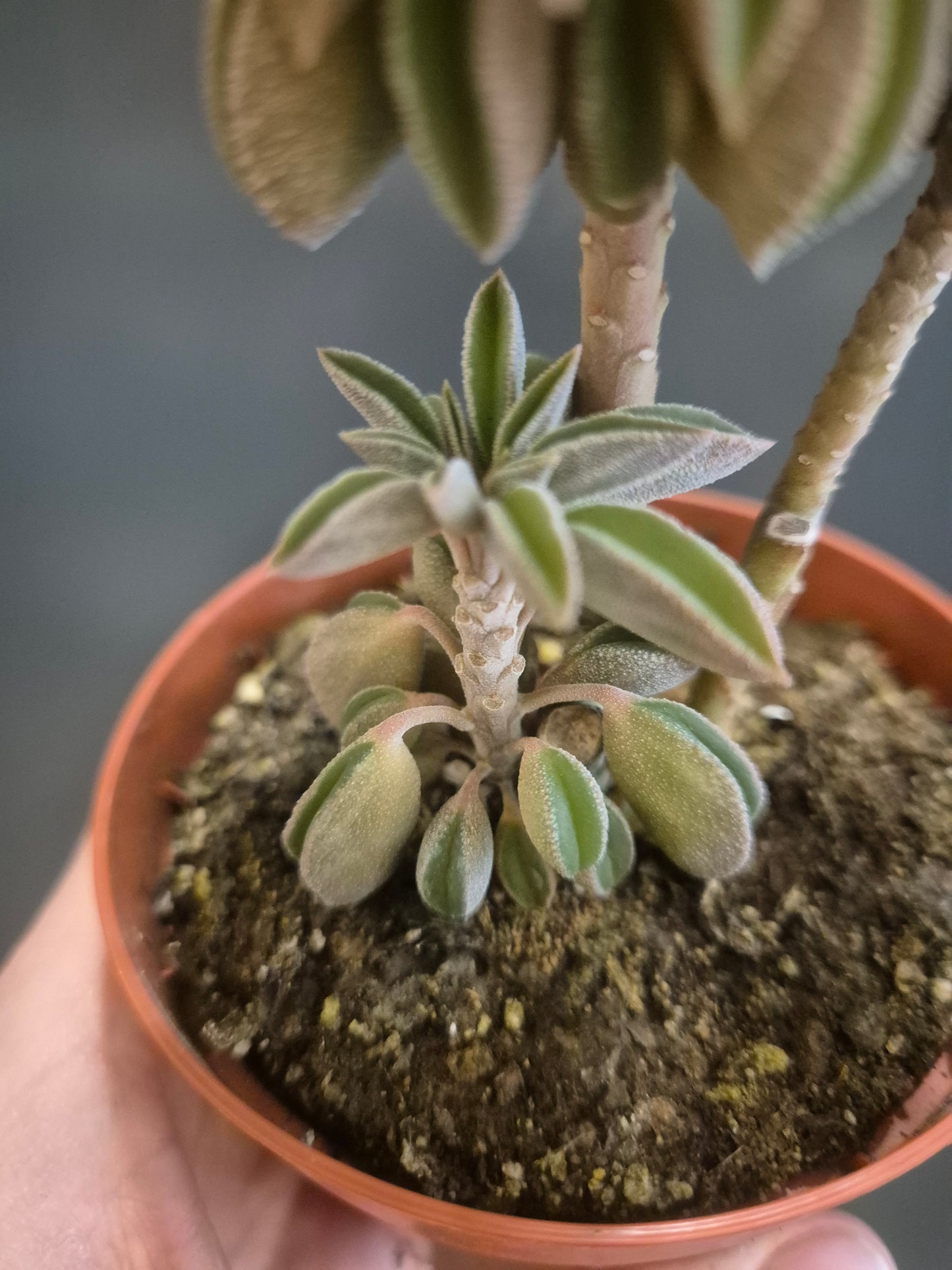 Peperomia asperula - Taco Plant - 8.5cm | Houseplant