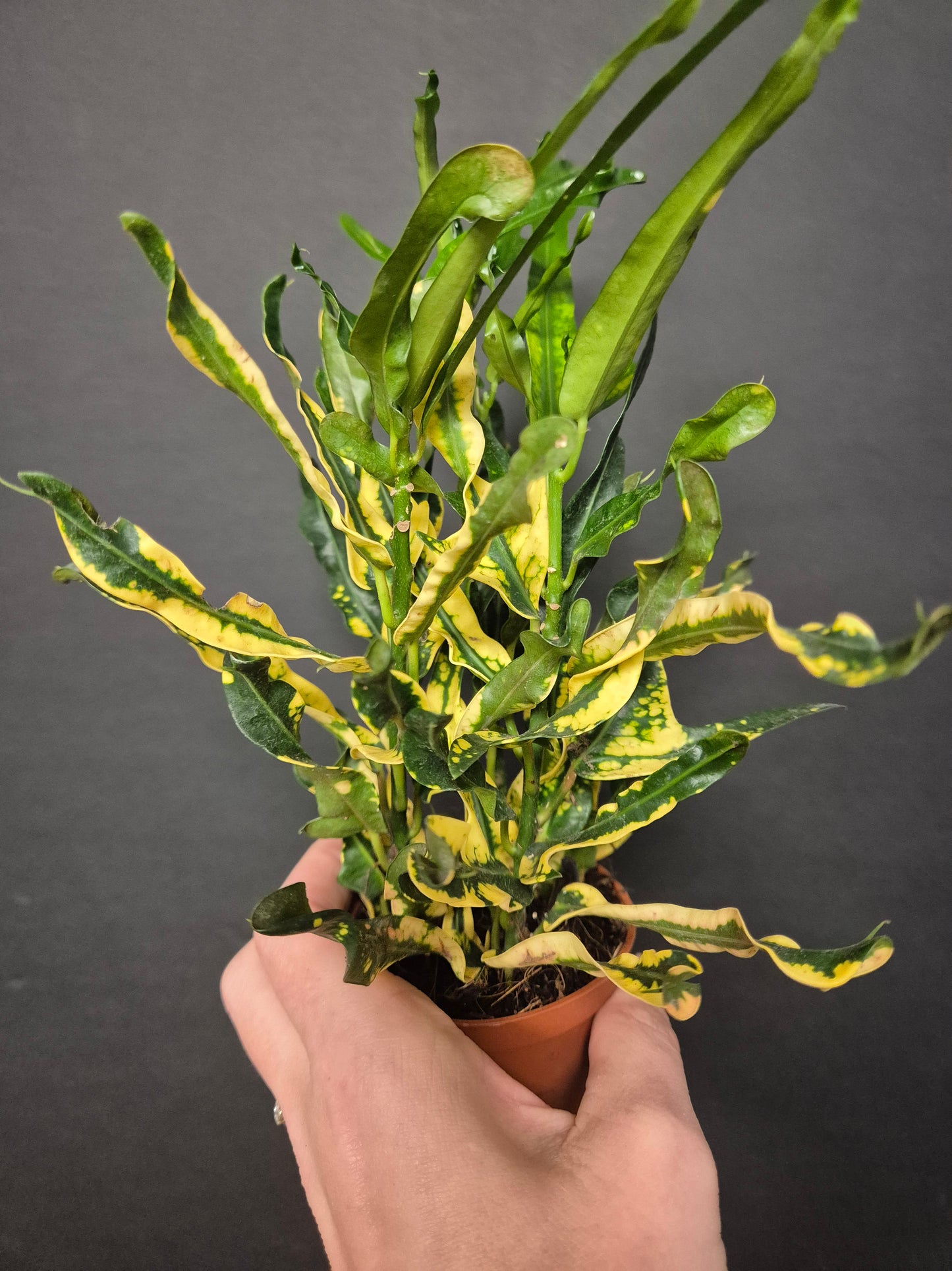 Croton Variegatum Pictum - Codiaeum | Houseplant