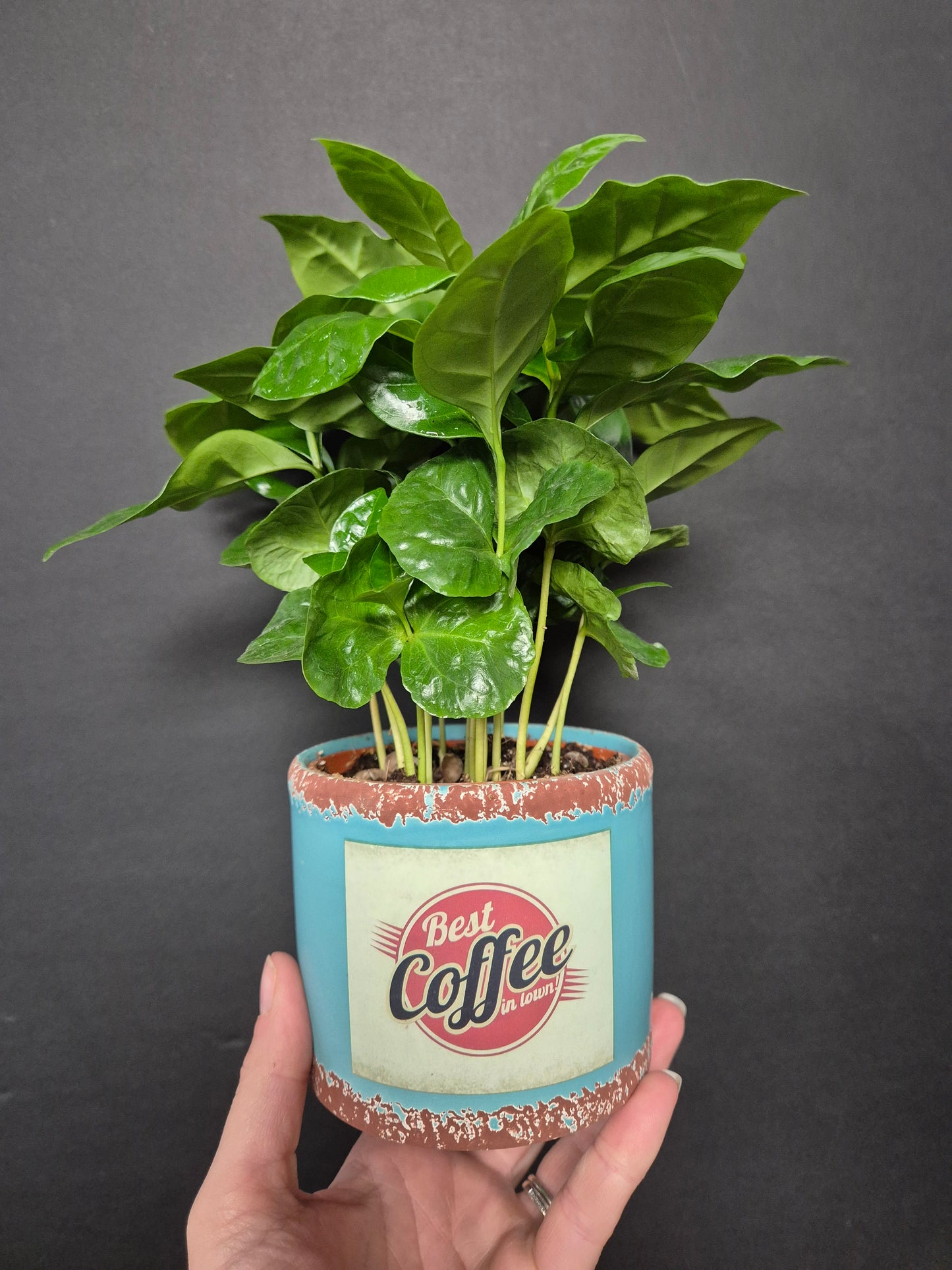 Arabica Coffee Plant | Houseplant