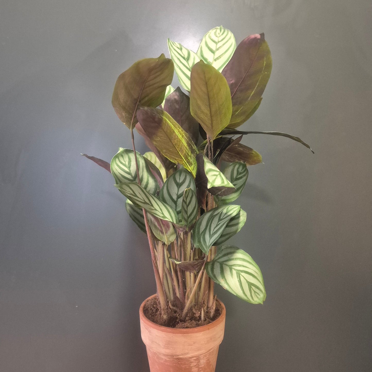 Calathea Compact Star - Prayer Plant - 14cm | Houseplant
