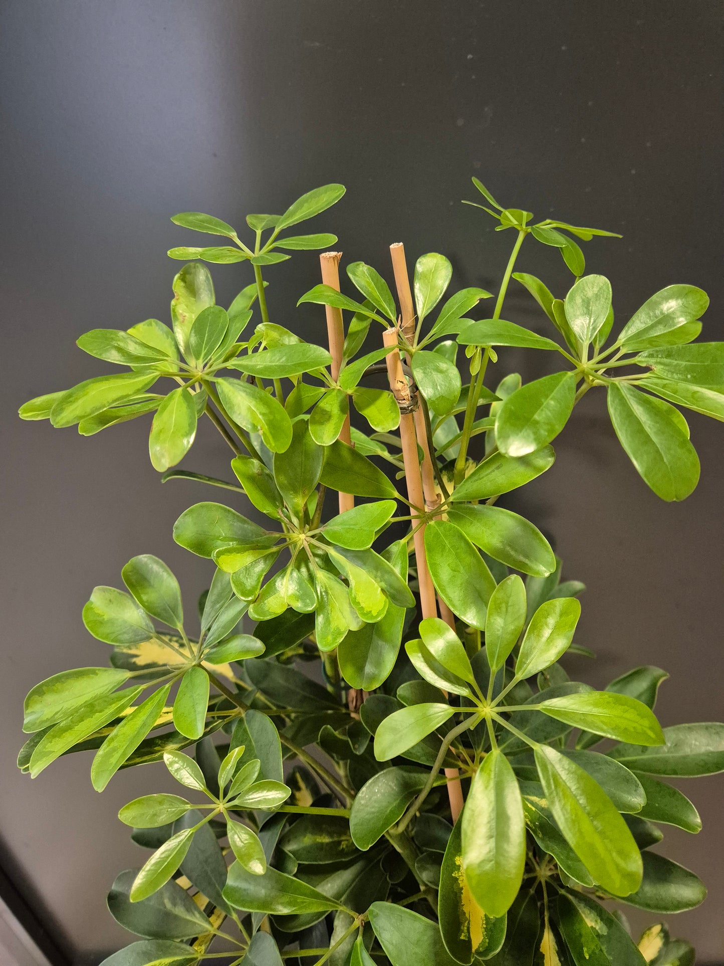Schefflera Gold Capella - Umbrella Plant | Houseplant