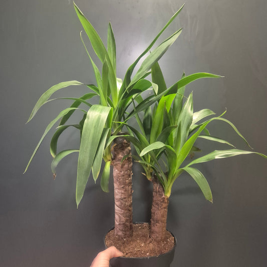 Hand holding a plant with a dark background