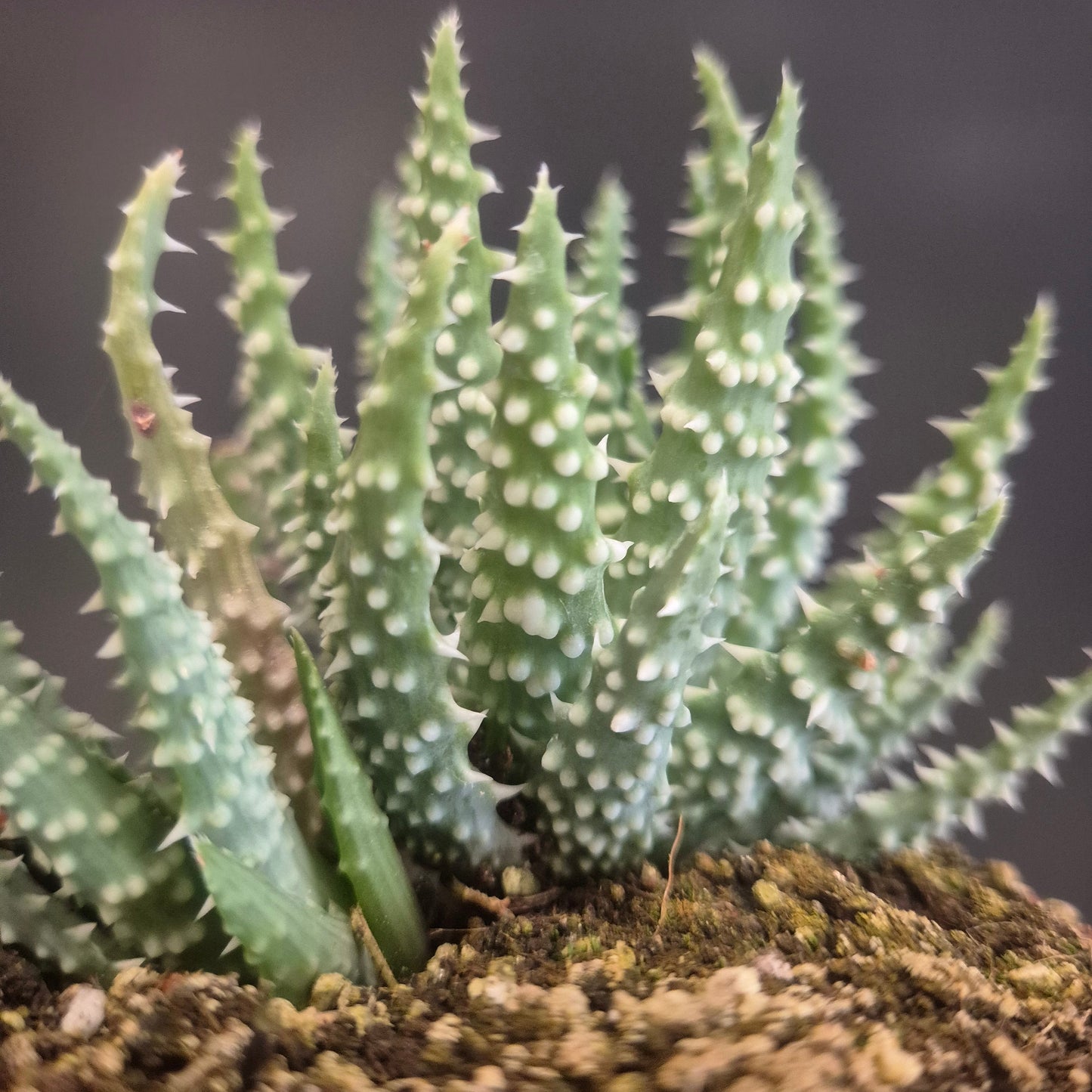 Aloe humilis - Spider Aloe - Easy Care Succulent - Houseplant 8.5cm