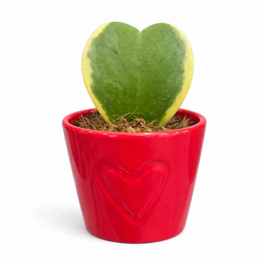 Heart-shaped green plant in a red pot with a heart design on a white background