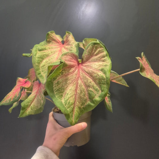 Caladium Pink - Angel Wings - 13cm | Houseplant