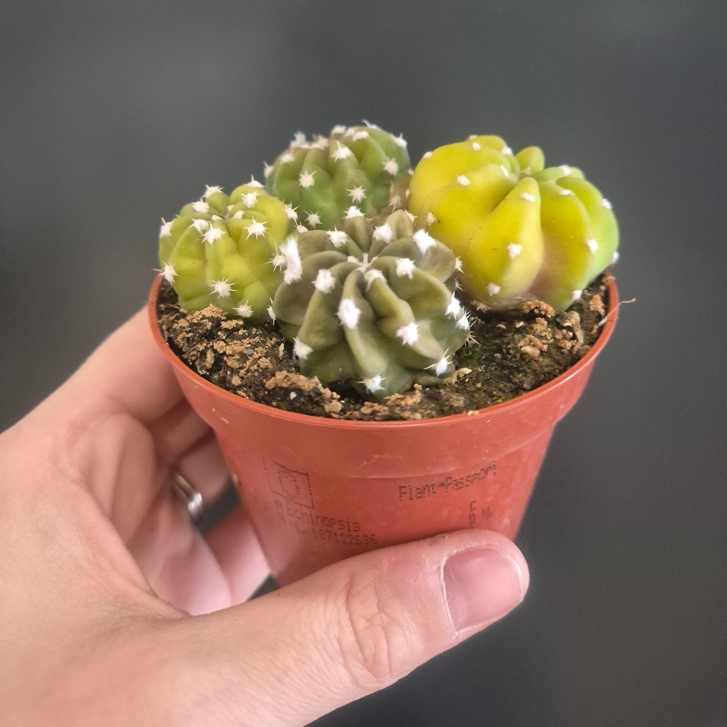 Hand holding a small cactus plant in a pot against a dark background