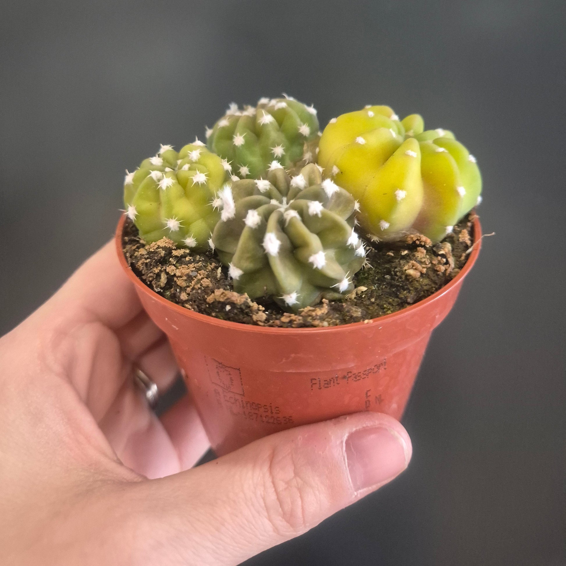Hand holding a small cactus plant in a pot against a dark background