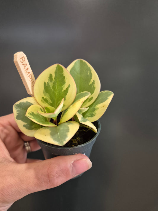 Peperomia Obtusifolia - Baby Rubber Plant | Houseplant