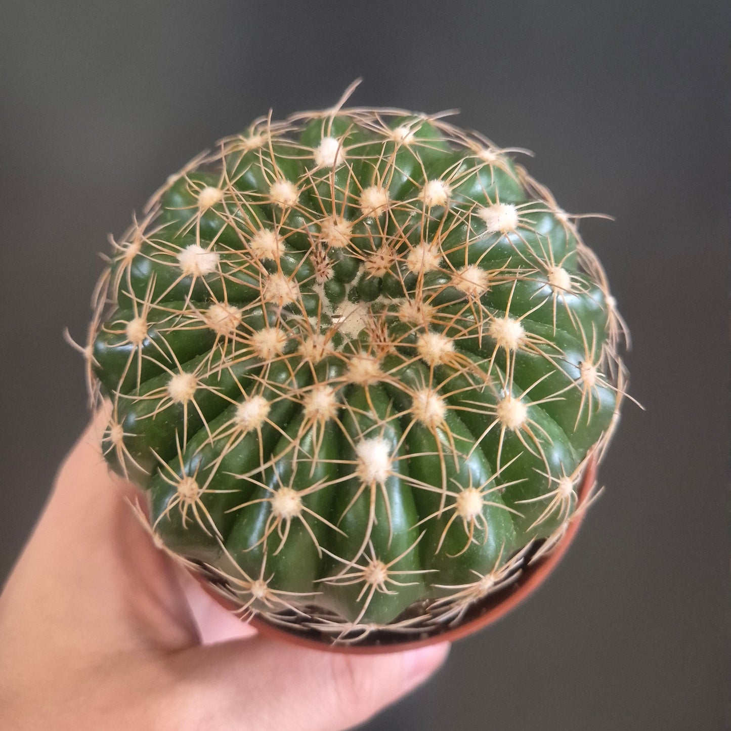 Notocactus uebelmannianus - Parodia werneri - 8.5cm | Houseplant