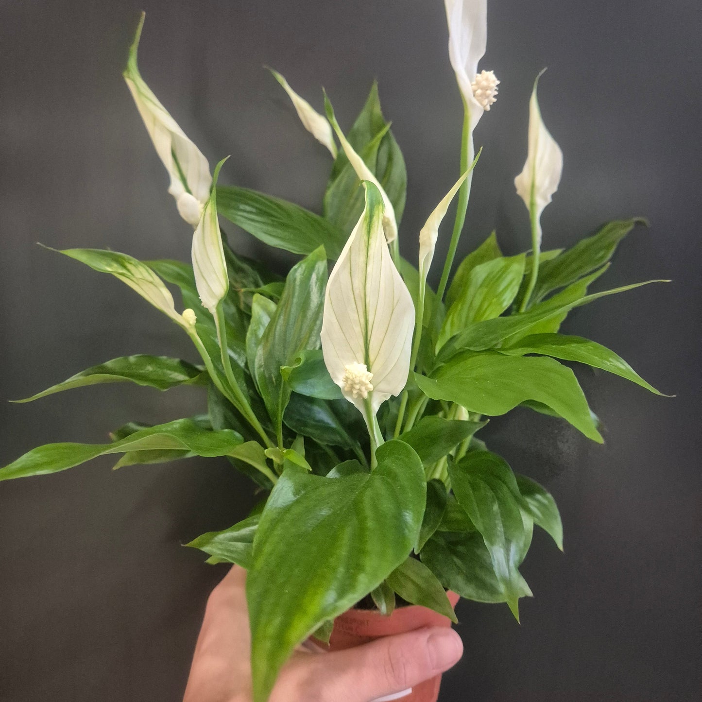Hand holding a green plant against a dark background