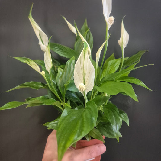 Hand holding a green plant against a dark background